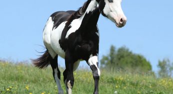 The American Paint Horse