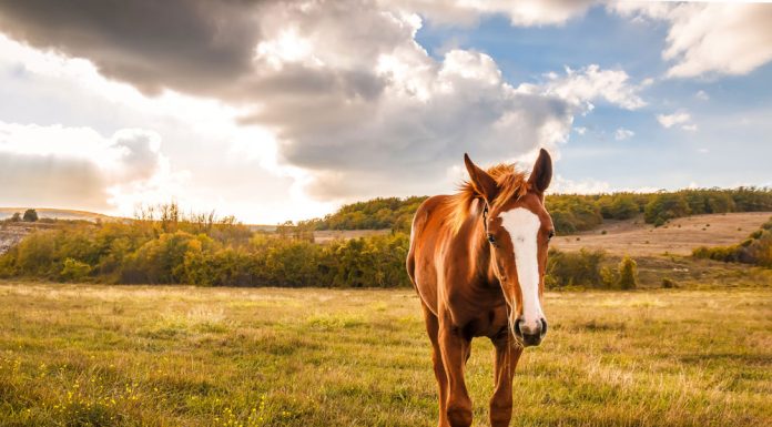 Chestnut foal in a field