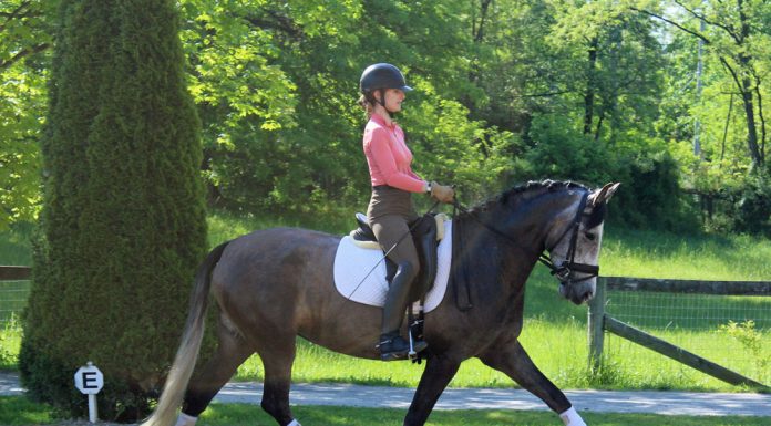 Dressage schooling