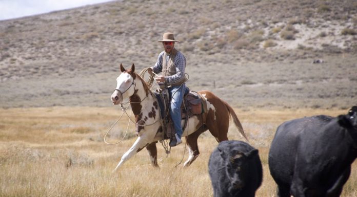 Cowboy riding a Paint Horse