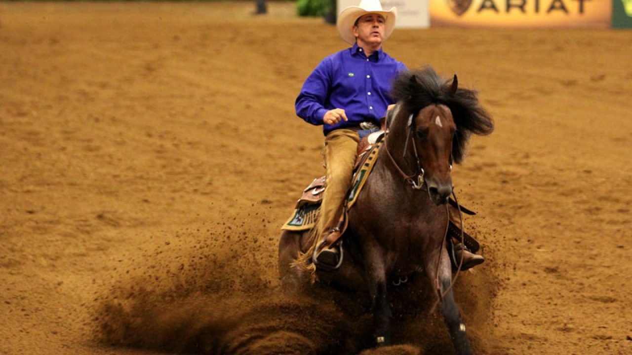 Latin American Horse Breeds Criollo Horse Illustrated