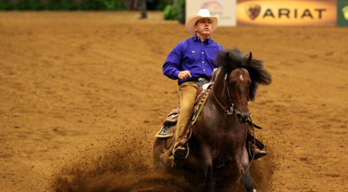 Criollo horse competing in reining