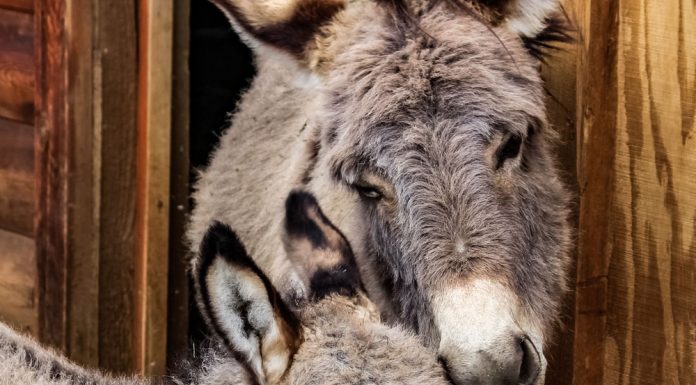 Donkey mare and foal