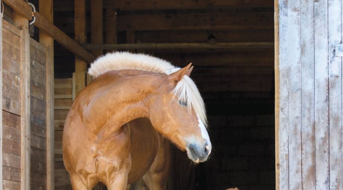 Horse and Dog