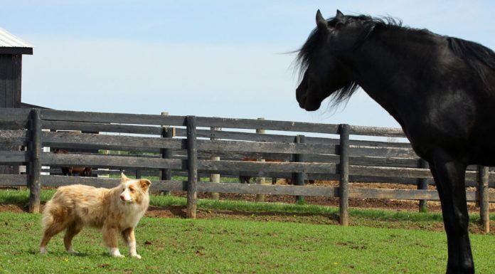 Horse and dog in a pasture