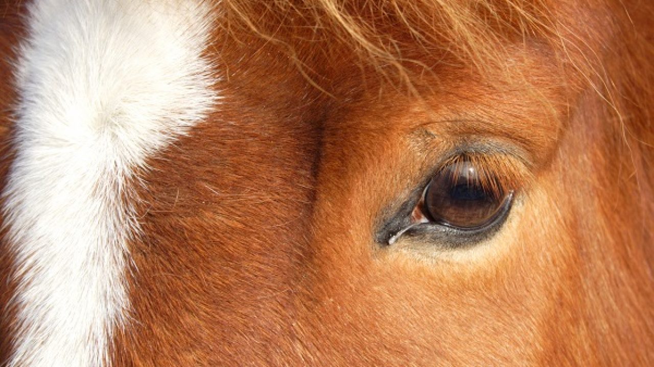 This bra used to protect a horse's infected eye, whilst also allowing it to  see. : r/mildlyinteresting