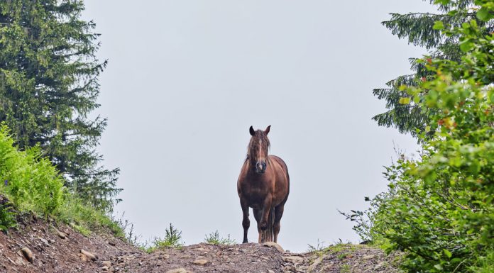 horse on a dirt road