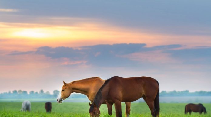 Horses grazing at sunset