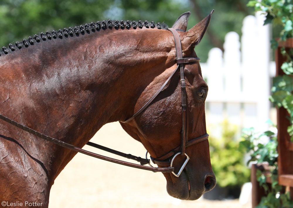Your Horse Life: Horse Show Braid-a-thon - Horse Illustrated Magazine