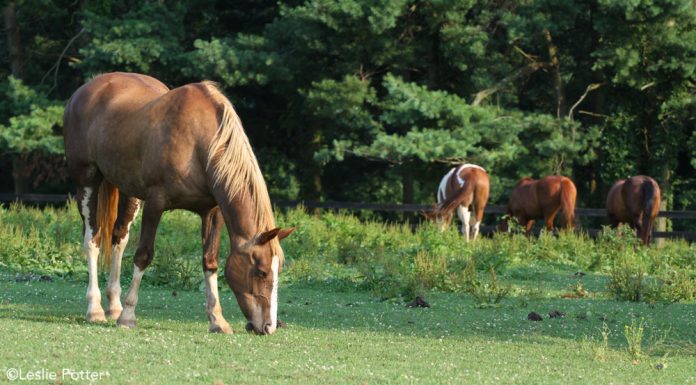 Horses in an overgrazed pasture