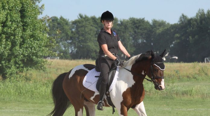 Pinto dressage pony canter