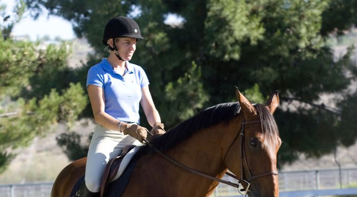 English rider riding a square