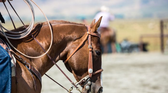 Roping horse