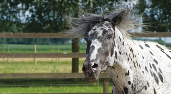 Angry Appaloosa