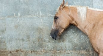 Deadliest Catch: Equine Herpes Myeloencephalopathy