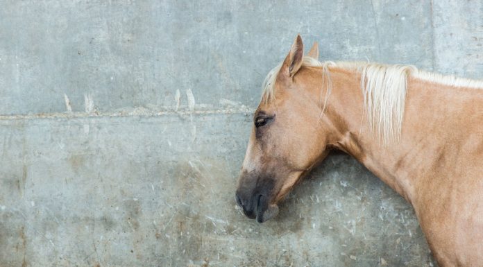 Horse against concrete wall