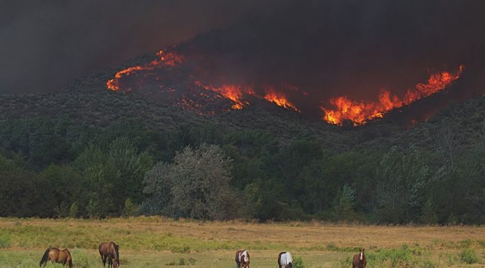 Horses and wildfire