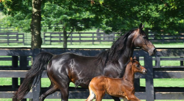 Morgan Horse Mare and Foal