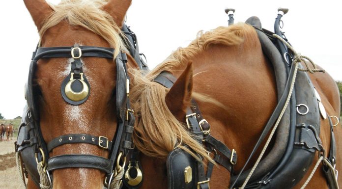 Suffolk Punch horses in harness