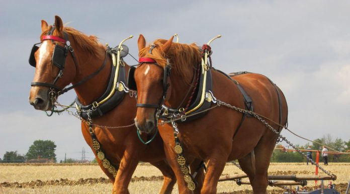 Suffolk Punch horses pulling a plow