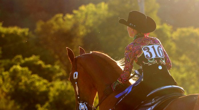 American Saddlebred horse in a western pleasure class