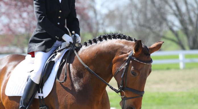 Closeup of a dressage horse in a flash bridle