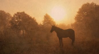 Finding Your Lost Horse