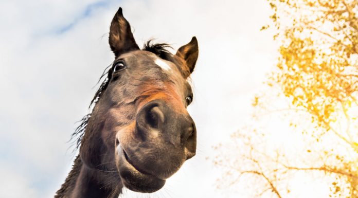 Horse face from below