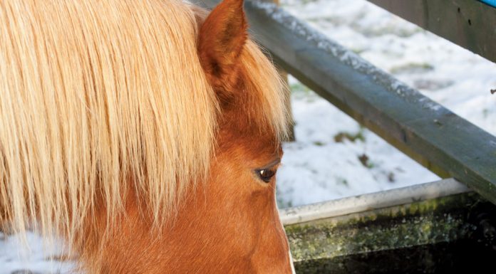 Horse drinking water in winter