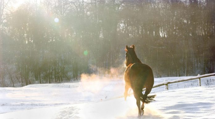 horse running in the snow