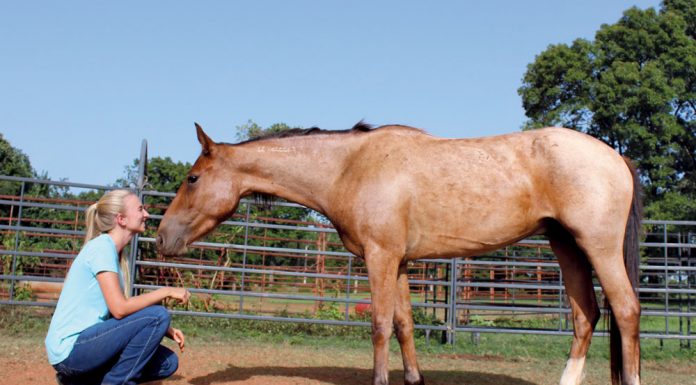 Virginia Deden with her Mustang, Robin Hood