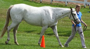Horse and Pony Questions: Great Groundwork