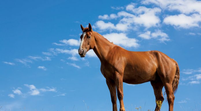 Chestnut horse