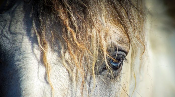 Curly horse forelock