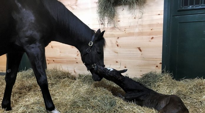 Foal patrol cameras capturing a Thoroughbred mare and newborn foal