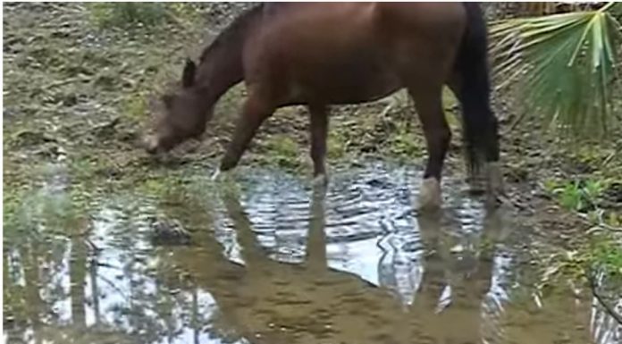 Abaco Barb horse video screenshot