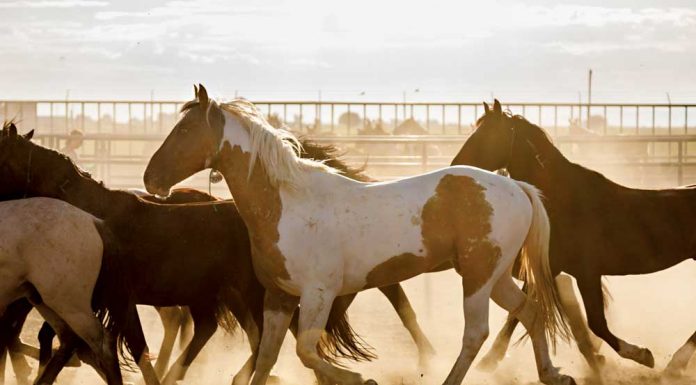 Herd of Mustangs