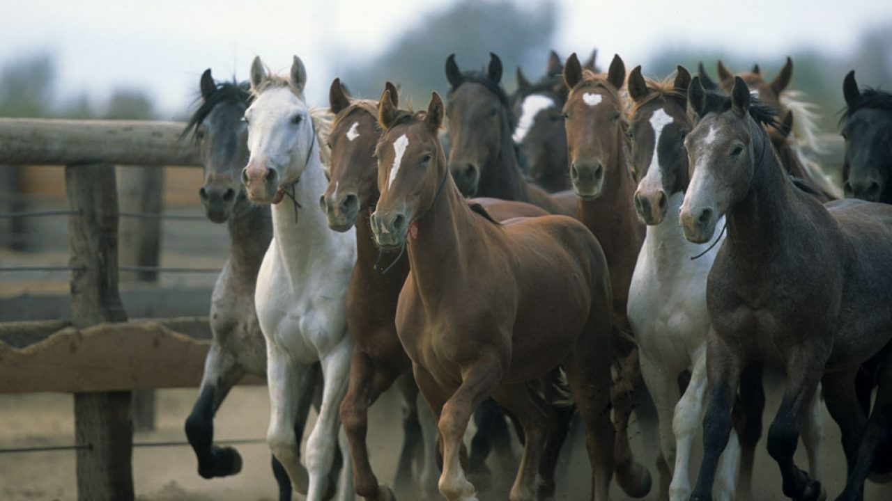 grey mustang horse