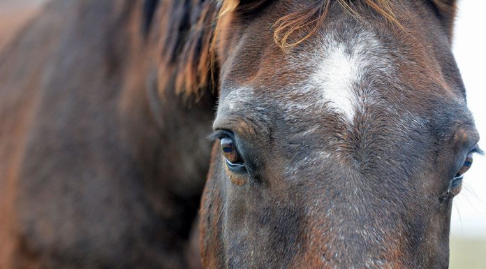 Closeup of a senior horse's face