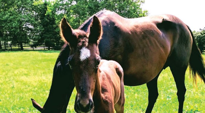 Thoroughbred mare Arravale with her 2018 colt by American Pharoah