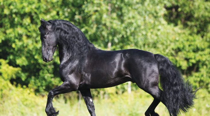 friesian horse trotting in a field