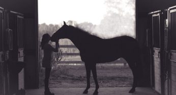 Homes for More Horses