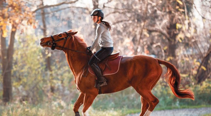 Horse tossing head under saddle