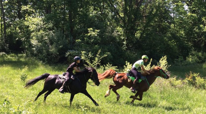 Endurance riders Christopher and Morgan Loomis riding their Morgan horses.