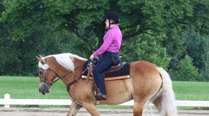 Haflinger jogging in a western dressage test