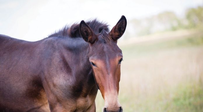 brown mule in a pasture