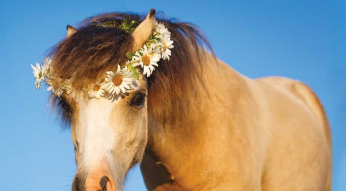 Pony wearing a crown of daisies