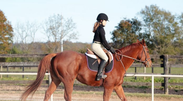 Rider posting at the trot