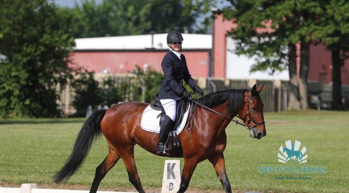 Standardbred competing in dressage