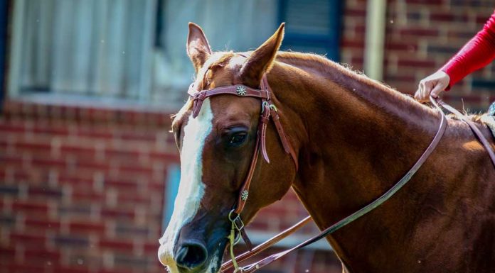 Chestnut horse in a western curb bit